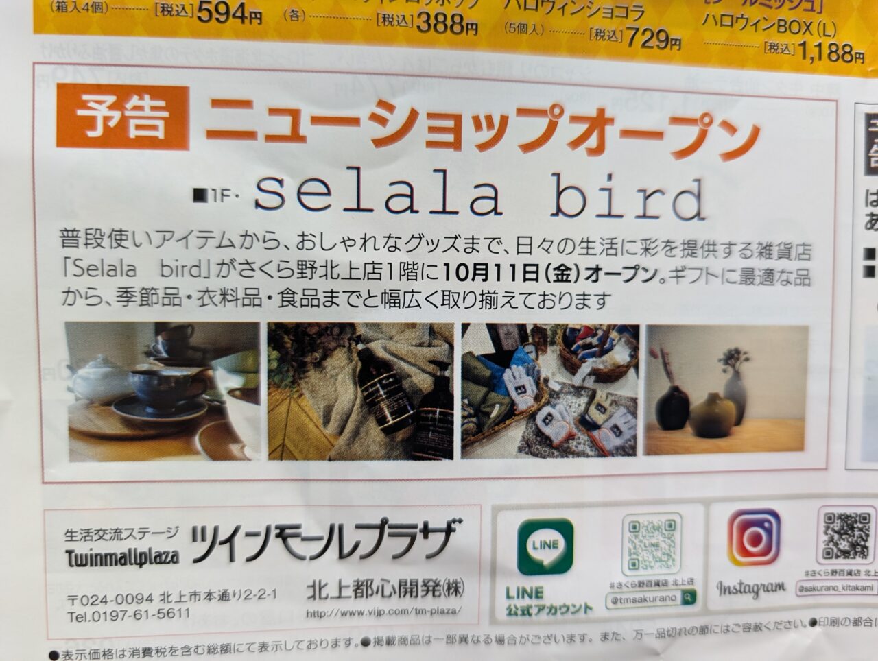 selala　bird広告