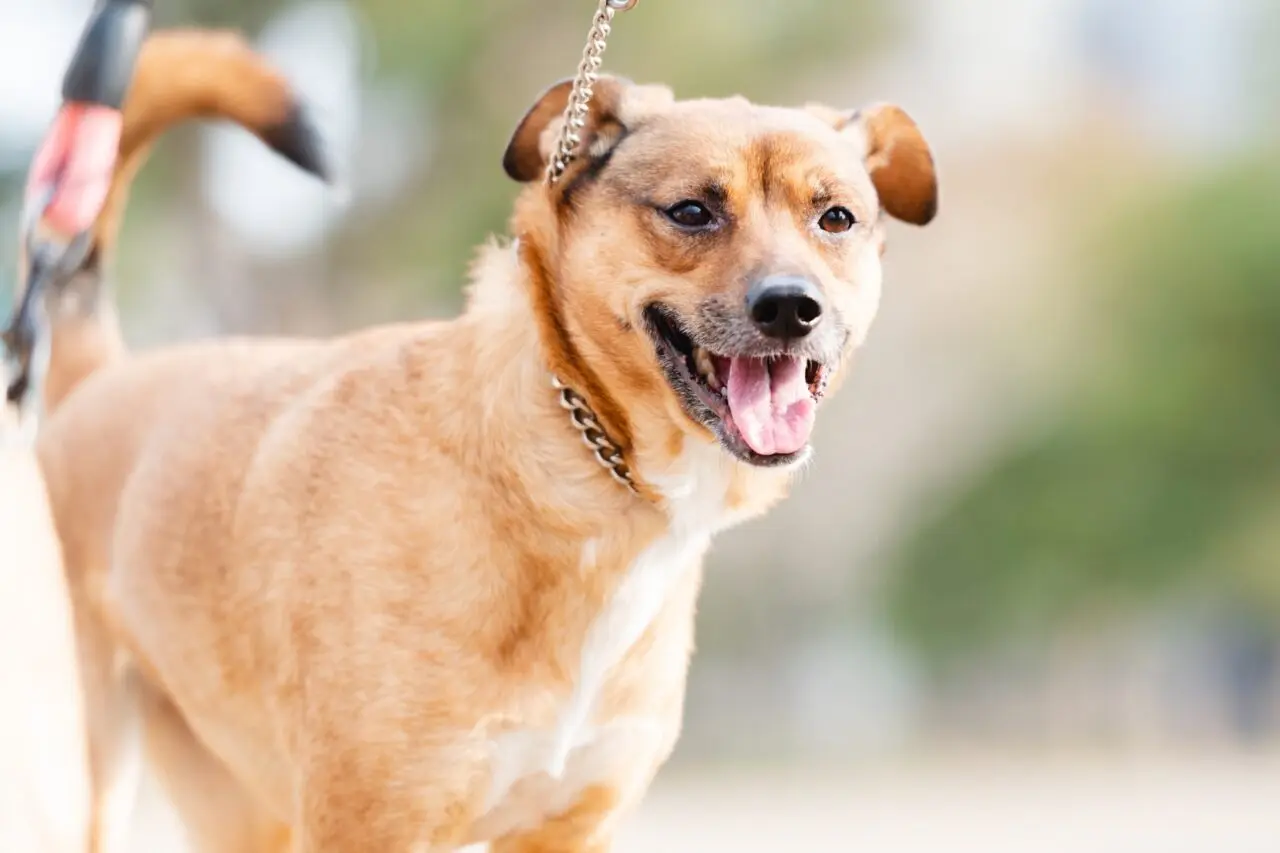 犬